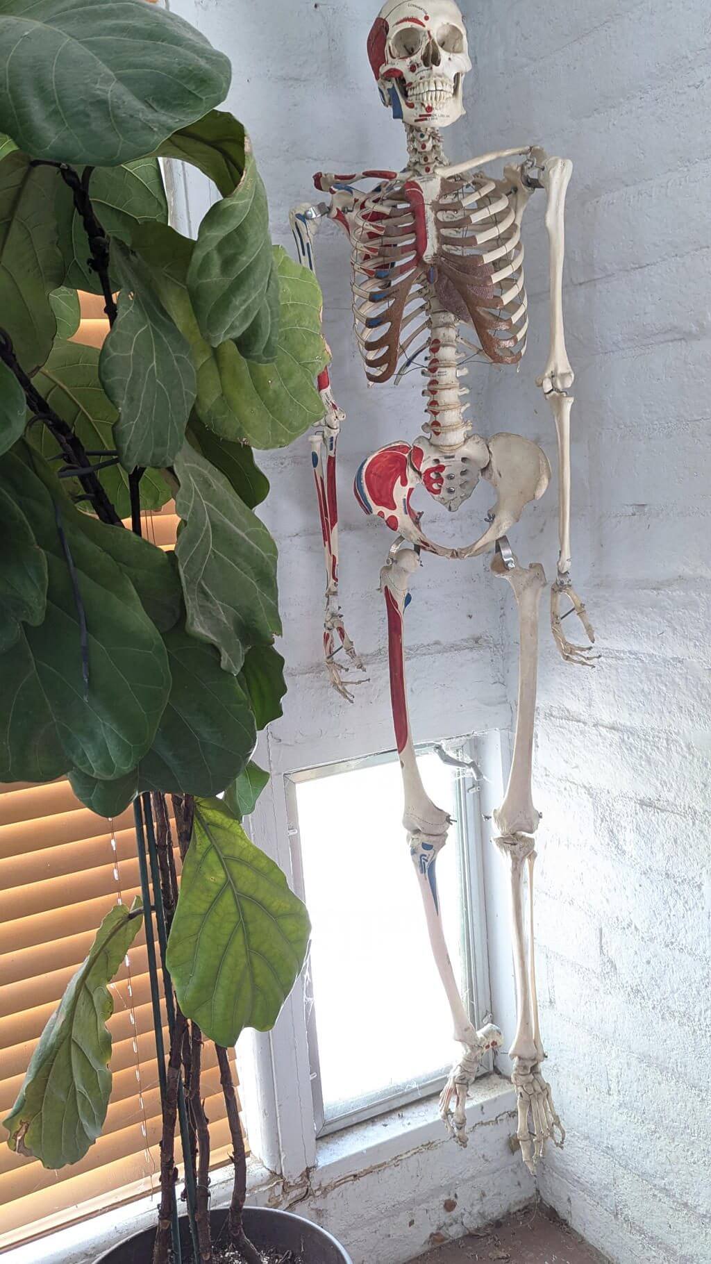 A skeleton model hanging near a plant inside a room.